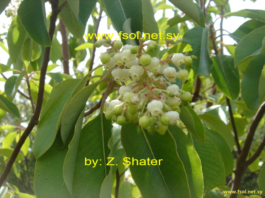 Arbutus andrachne L.